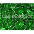 Human Primary Epithelial Cells